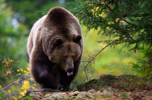 Brown bear (Ursus arctos) running over a rock, captive, Neuschönau enclosure, Bavarian Forest
