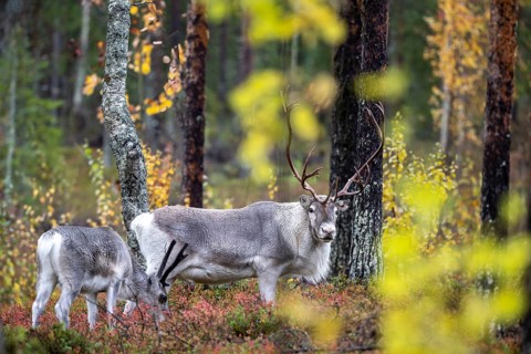 Reindeer (Rangifer tarandus) in the forest, Lapland, Finland, Europe