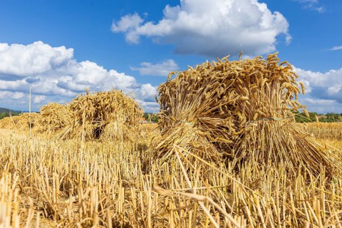 The Cunnersdorf village association presented historical harvesting techniques in agriculture,