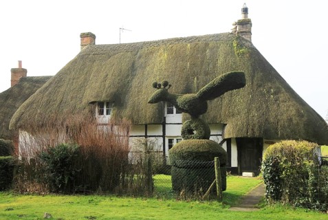 Topiary hedging thatched country cottage, Cadley, near Marlborough, Wiltshire, England, UK