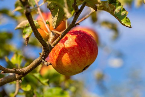 Ripe apple on the tree