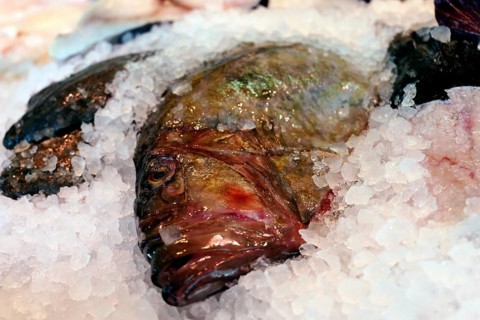 Close-up of a fish counter with fish and seafood
