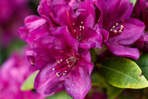 Rhododendron (azalea) flowers of various colors in the spring garden. Closeup. Blurred background