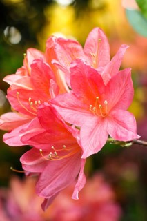 Rhododendron (azalea) flowers of various colors in the spring garden. Closeup. Blurred background