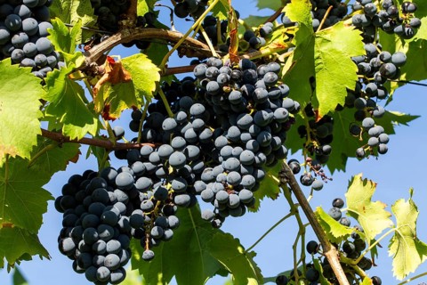Ripe Dornfelder grapes in the Palatinate. The 2023 vintage is exceptionally good