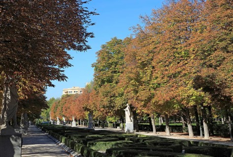 Trees in autumn colour, Paseo de la Argentina, El Retiro Park, Madrid, Spain, Europe