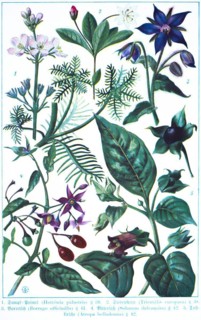 Botany, Supfprimal (Hottónia palustris), chickweed wintergreen (Trientális europaea), borage