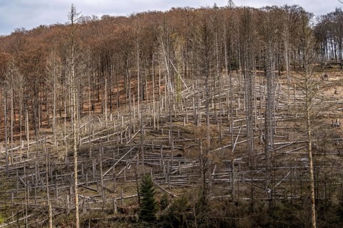 Dead spruce trees, broken by wind, lying in disarray, forest dieback in the Arnsberg Forest nature