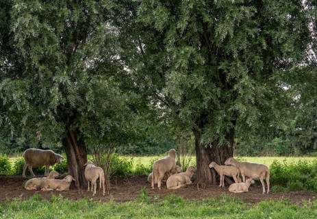 Duisburg Friemershein, sheep on a pasture in the floodplain along the Rhine, pollarded willow