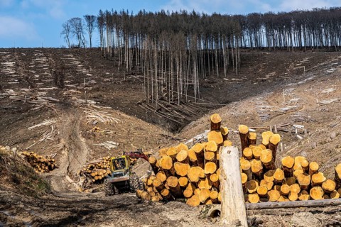 Cleared forest area north of the village of Öventrop, district of Arnsberg, dead spruce stands were