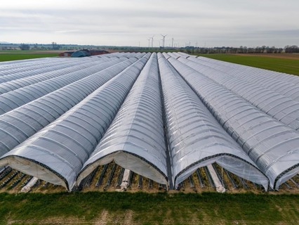 Open field strawberry cultivation in a foil greenhouse, young strawberry plants growing, near