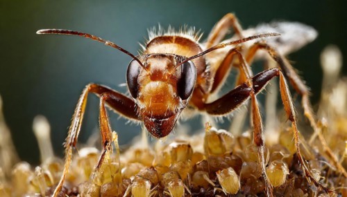 Animals, symbol, close-up of an ant, AI-generated, AI generated