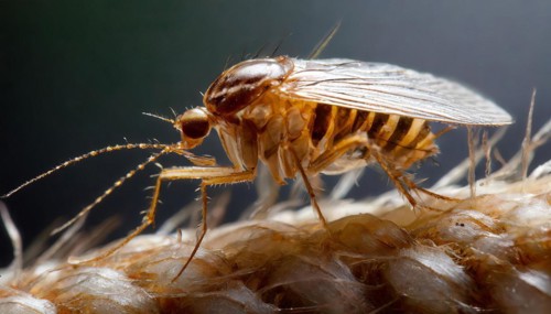 Animals, symbol, close-up of a flea, pest, parasite, AI-generated, AI-generated, AI generated