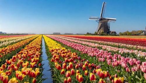 Agriculture, dense, intensely colourful blooming tulip field with a windmill, in Holland, AI