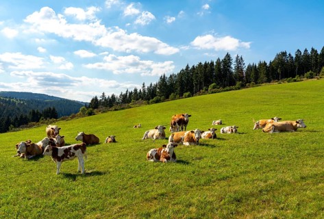 Dairy cows on a pasture, landscape in the Sauerland, Rothaargebirge, north-west, above the town of