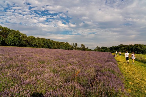 Lavender fields in East Westphalia Lippe, OWL, near the village of Fromhausen, near Detmold, the