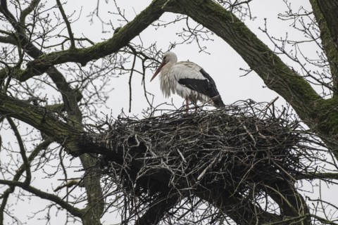 White stork (Ciconia ciconia), nesting in a tree, Nordhorn Zoo, Lower Saxony, Germany, Europe