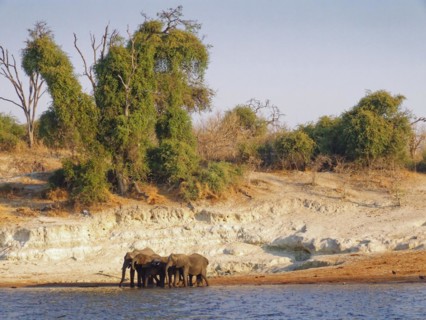 Elephants on the banks of the Chobe, the lower reaches of the Cuando River, in Botswana. Chobe