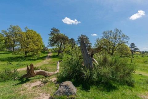 Svanninge Bakker, Faaborg, wooded heights in southern Funen, nature reserve, recreation, hiking,