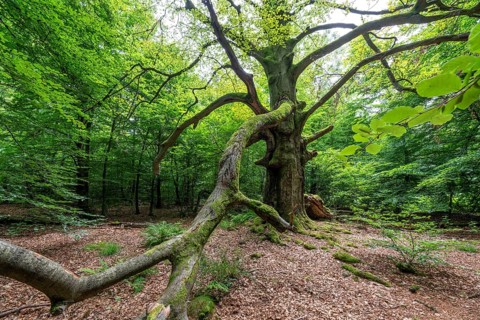The Sababurg primeval forest, or primeval forest in the Reinhardswald, is a 95-hectare biotope