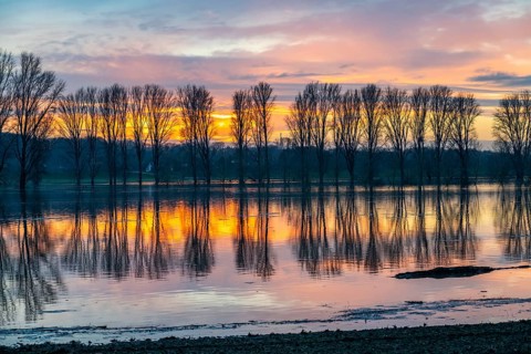 Bislicher Insel nature reserve, floodplain landscape on the Rhine, near Xanten, floods, flooded