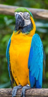 Yellow-blue macaw in a zoo of Singapore