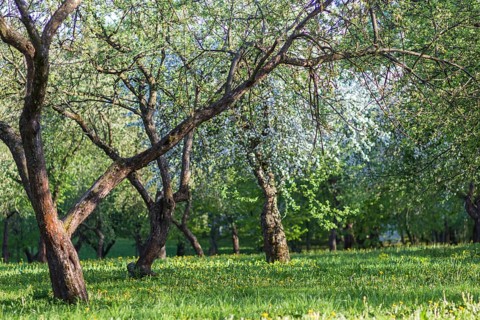 Blooming apple trees in spring park