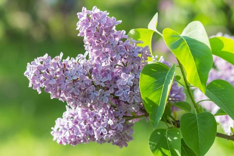 Blooming lilac in the botanical garden in spring