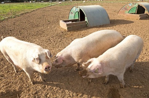 Free range pig farming at Shottisham, Suffolk, England, UK
