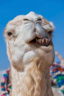 Dromedary (Camelus dromedarius), Arabian camel in head portrait, head, animal, farm animal, teeth,