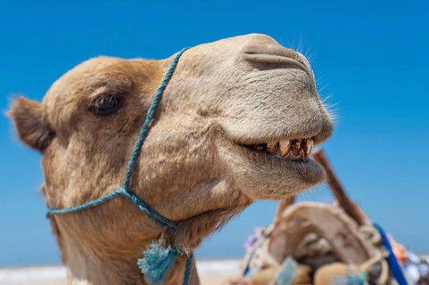 Dromedary (Camelus dromedarius), Arabian camel in head portrait, head, animal, farm animal, teeth,