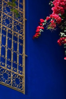 Majorelle Garden, botany, bougainvillea, flora, plant, botany, flower, tropical, climate,