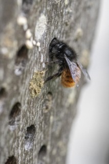 Hornfaced bee (Osmia cornuta), Emsland, Lower Saxony, Germany, Europe