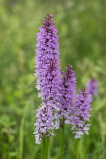 Southern marsh orchid (Dactylorhiza praetermissa), Emsland, Lower Saxony, Germany, Europe