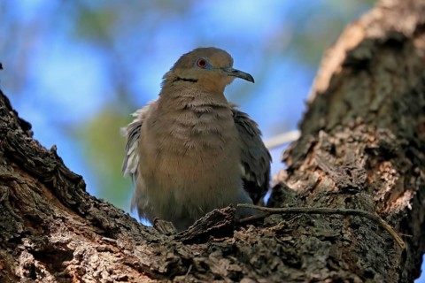 White-winged dove (Zenaida asiatica), adult, sitting on tree, Sonoran Desert, Arizona, North