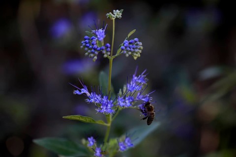 Clandon caryopteris (caryopteris x clandonensis), flower, flowering, Germany, Europe