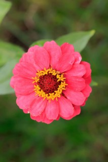 Zinnia (Zinnia elegans), blooming, flower, Elllerstadt, Germany, Europe