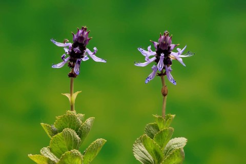 Piss-off plant (Plectranthus ornatus), cat repellent, flowering, Elllerstadt, Germany, Europe