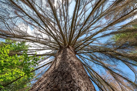 The Sababurg primeval forest, or primeval forest in the Reinhardswald, is a 95-hectare biotope