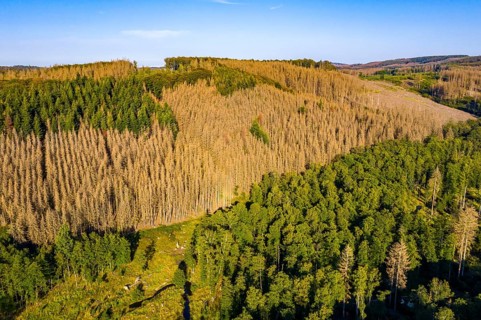 Sauerland, forest dieback, dead spruce trees, caused by the bark beetle, high temperatures, lack of