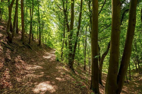 The Knorreichenstieg, part of the Urwaldsteig Edersee hiking trail, in the Kellerwald-Edersee