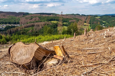 Forest dieback in Sauerland, north of Lüdenscheid, cleared area, diseased trees, over 70 per cent