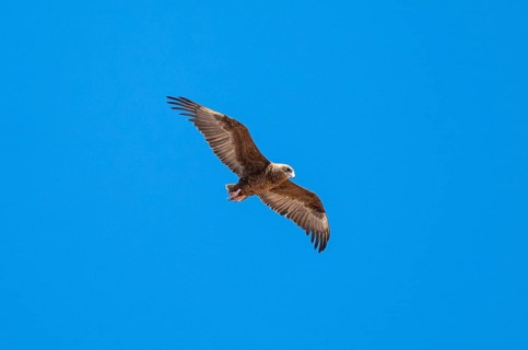 Bateleur (Terathopius ecaudatus), juvenile in flight against a blue sky, Etosha National Park,