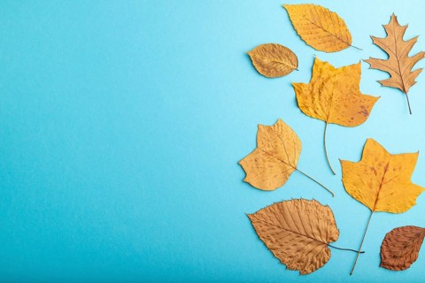 Composition with yellow and brown autumn leaves on blue pastel background. flat lay, top view,