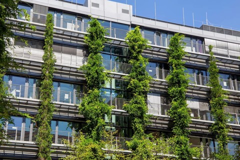 Facade greening on a residential building in the city centre of Frankfurt am Main