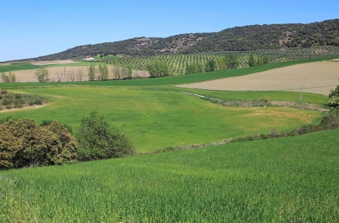 Farming landscape of Rio Setenil valley, Cuevas del Marques, Serrania de Ronda, Spain, Europe