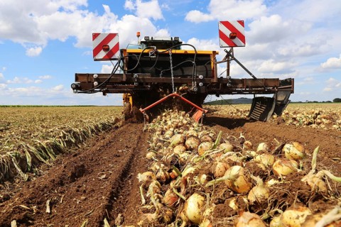 Farmer Markus Frank from Frankenthal during the agricultural onion harvest (onion harvesting)