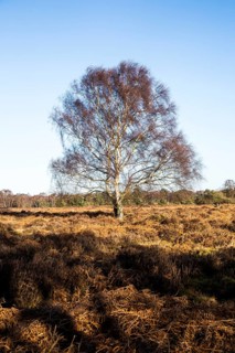 Single silver birch tree, Betula pendula, standing alone in winter heathland, Suffolk, Sandlings,