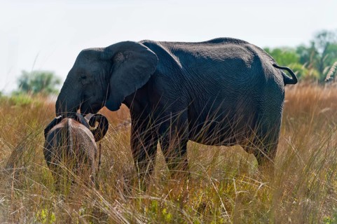 Elephant (Loxodonta africana), mother elephant with child photographed through reeds on the bank,