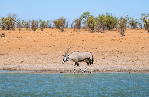 Gemsbok (Oryx gazella) at a waterhole in dry savannah with orange-coloured sand, Okavao Waterhole,